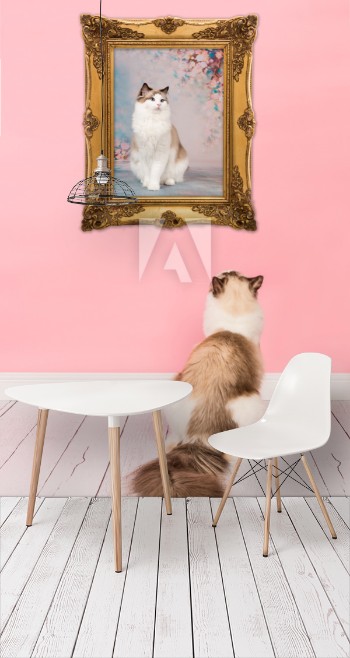 Picture of Ragdoll adult cat looking at her own picture in a golden picture frame in a pink living room environment